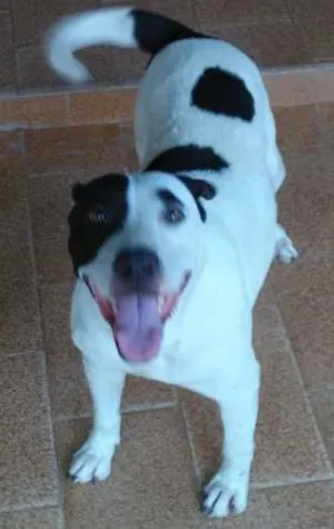 Cachorro raça mestiço de pitbull idade 5 anos nome kiara