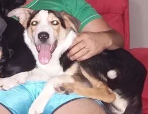 Cachorro raça Border Collie idade 2 a 6 meses nome Trovão