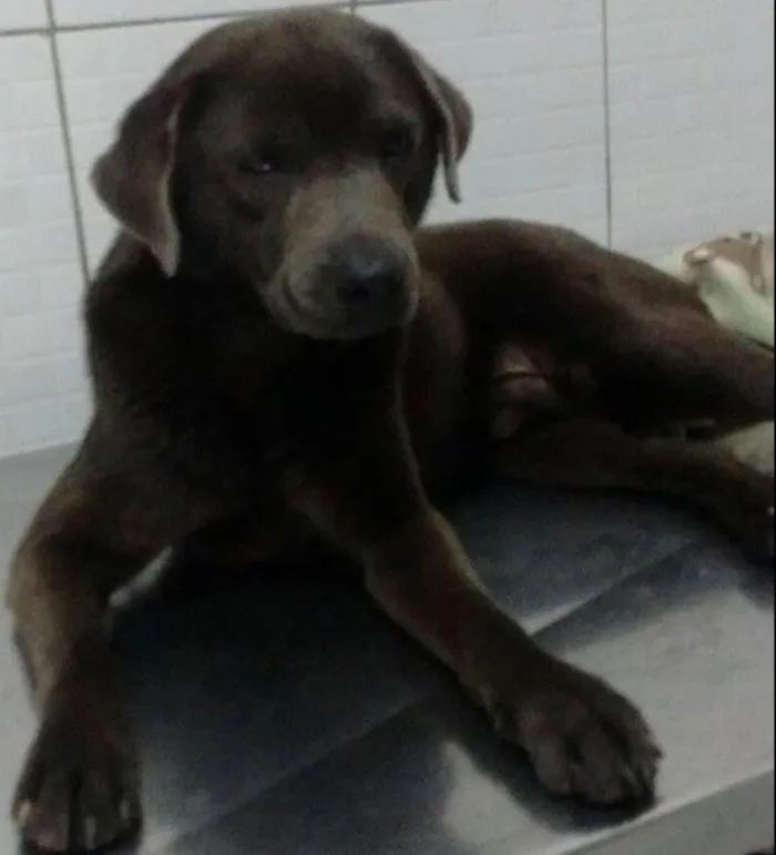Cachorro ra a SRD idade 2 anos nome Pedro