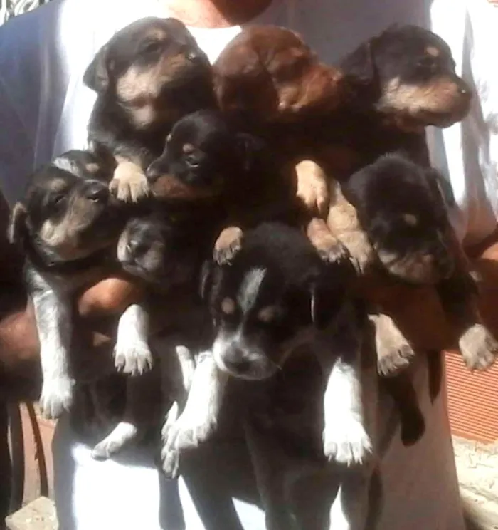 Cachorro ra a Vira latas idade Abaixo de 2 meses nome Sem nome