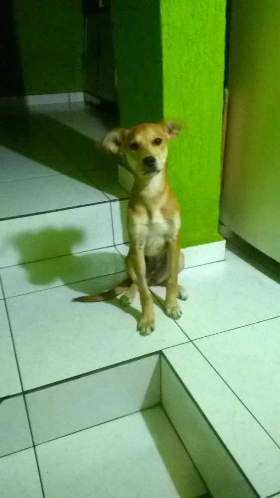 Cachorro ra a srd idade 2 a 6 meses nome pipoka