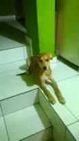 pipoka