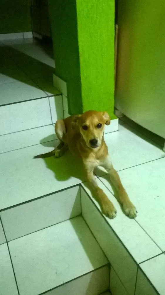 Cachorro ra a srd idade 2 a 6 meses nome pipoka
