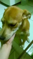 pipoka