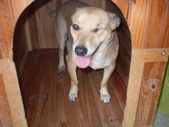 Cachorro ra a SRD idade 5 anos nome CACO