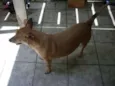 CACO