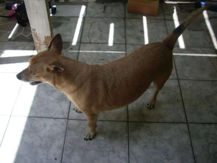 Cachorro ra a SRD idade 5 anos nome CACO