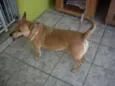 CACO
