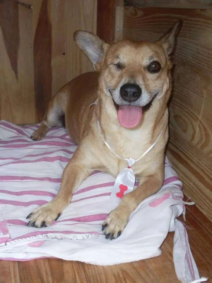Cachorro ra a SRD idade 5 anos nome CACO