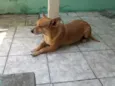 CACO