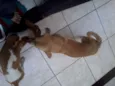 Ducky e Boby