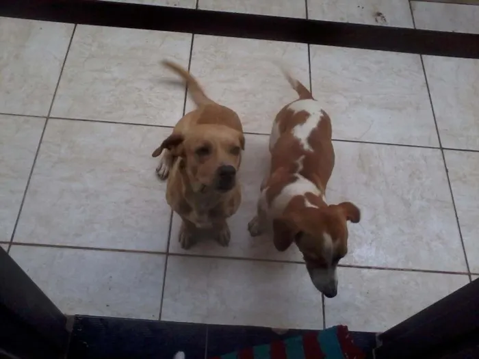 Cachorro ra a raças misturadas idade 1 ano nome Ducky e Boby