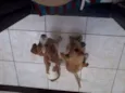Ducky e Boby