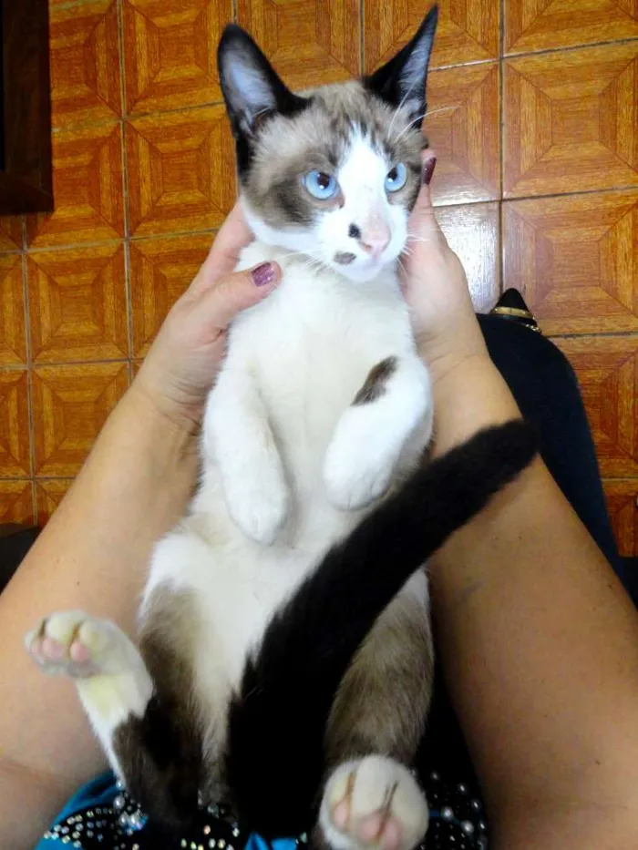 Gato ra a SRD idade 7 a 11 meses nome Kadu