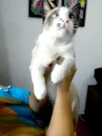 Kadu