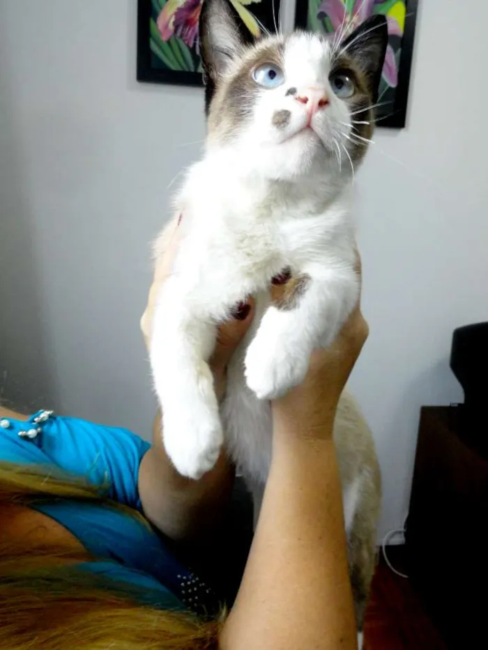 Gato ra a SRD idade 7 a 11 meses nome Kadu