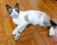 Kadu