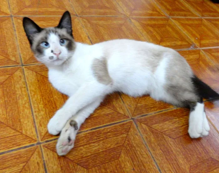 Gato ra a SRD idade 7 a 11 meses nome Kadu