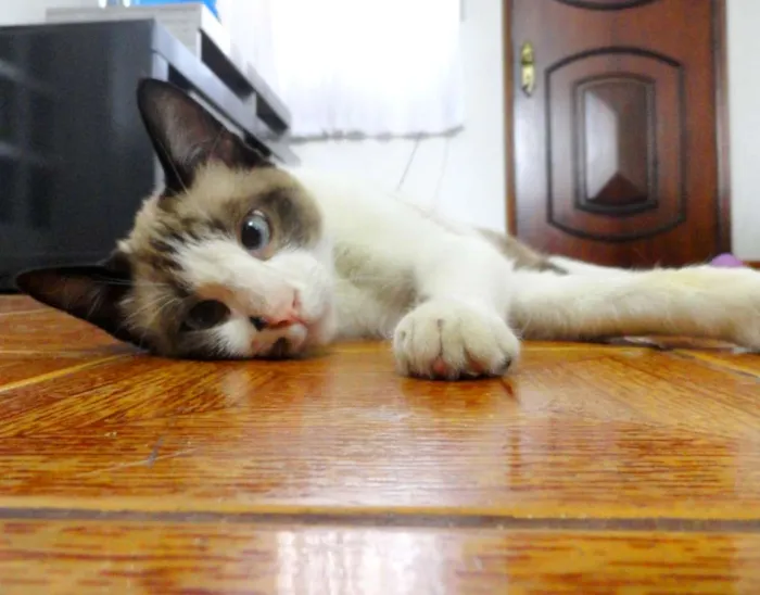 Gato ra a SRD idade 7 a 11 meses nome Kadu