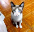 Kadu