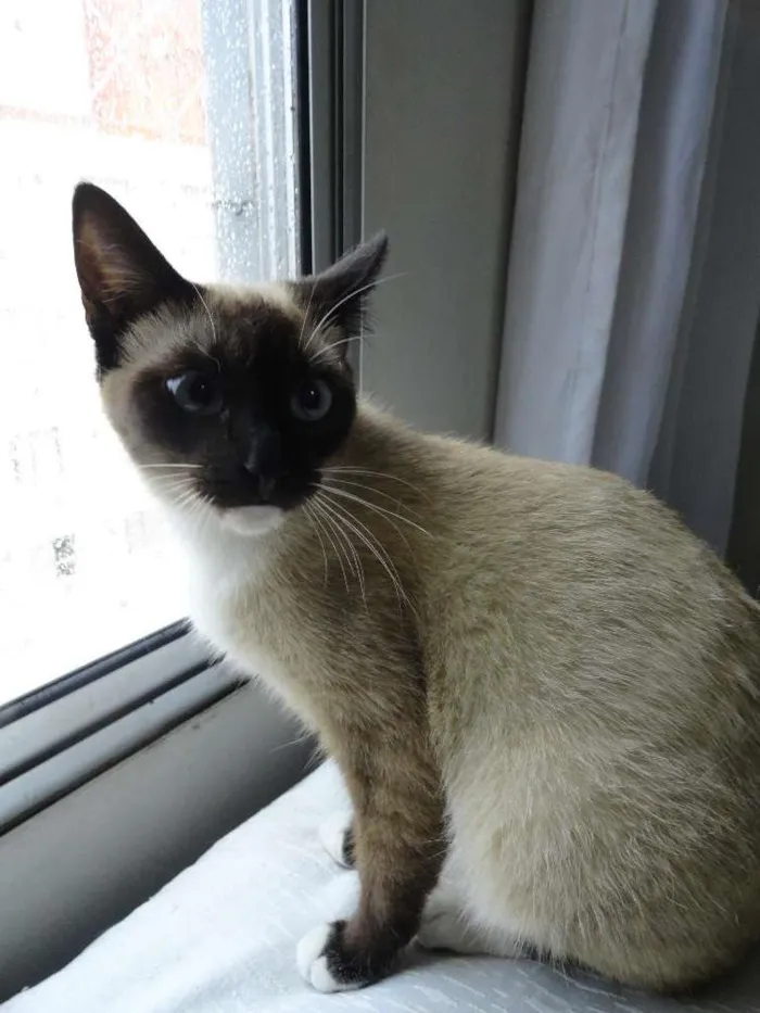 Gato ra a Srd idade 2 a 6 meses nome Cristal