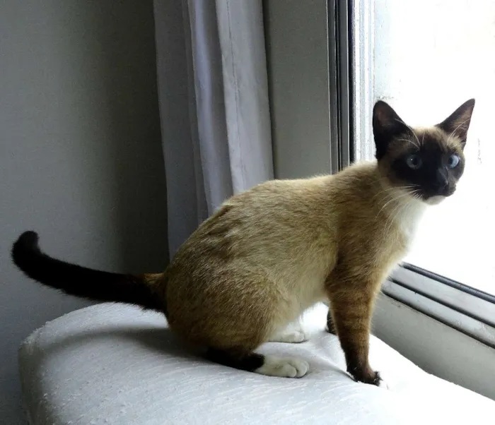 Gato ra a Srd idade 2 a 6 meses nome Cristal