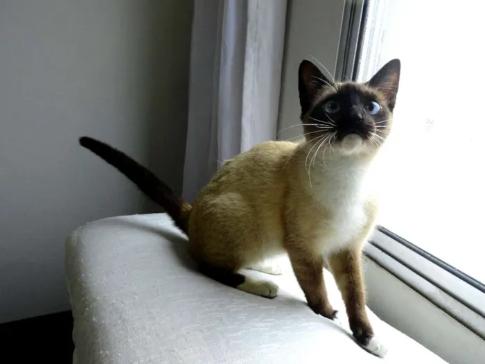 Gato ra a Srd idade 2 a 6 meses nome Cristal