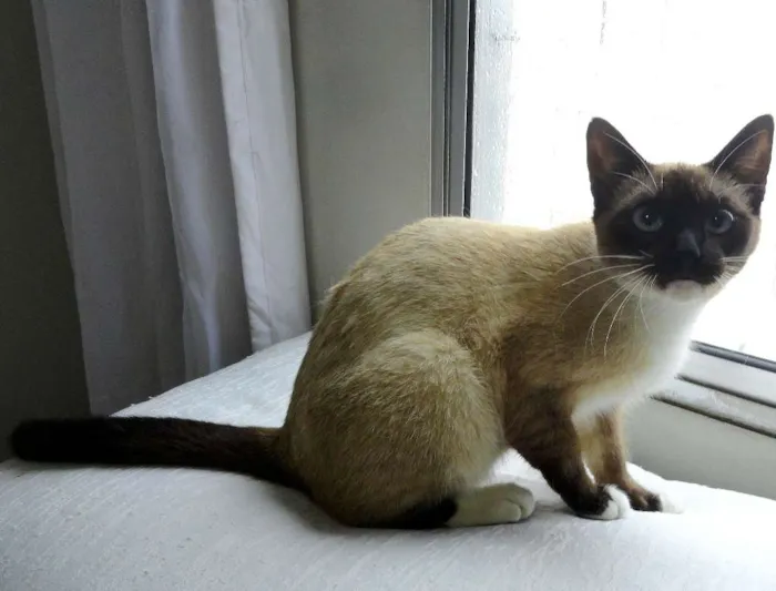 Gato ra a Srd idade 2 a 6 meses nome Cristal