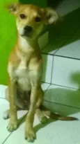 pipoka
