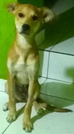 Cachorro raça srd idade 2 a 6 meses nome pipoka