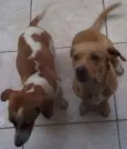 Ducky e Boby