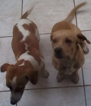 Cachorro raça raças misturadas idade 1 ano nome Ducky e Boby