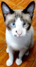 Kadu