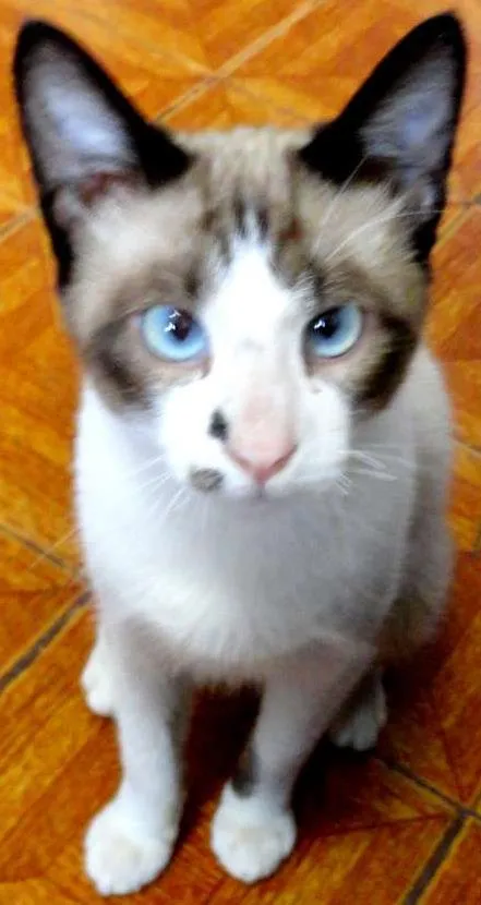 Gato ra a SRD idade 7 a 11 meses nome Kadu