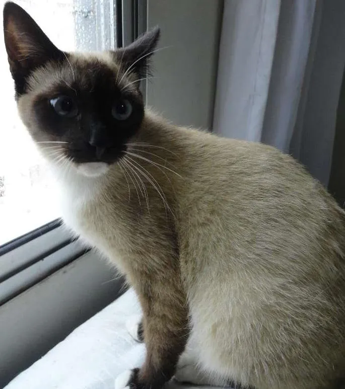 Gato ra a Srd idade 2 a 6 meses nome Cristal