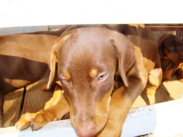 Cachorro raça Dobermann idade 2 a 6 meses nome filhote