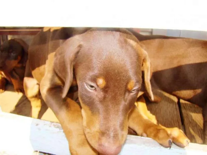 Cachorro raça Dobermann idade 2 a 6 meses nome filhote