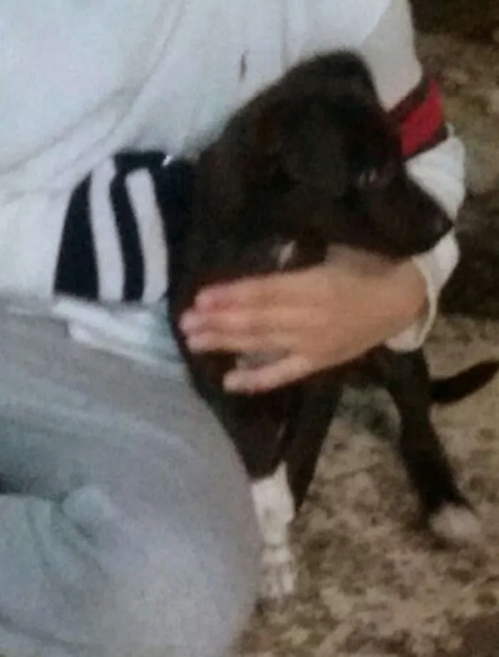 Cachorro ra a Vira lata idade 7 a 11 meses nome Hulk