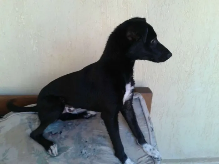 Cachorro ra a Vira lata idade 7 a 11 meses nome Hulk