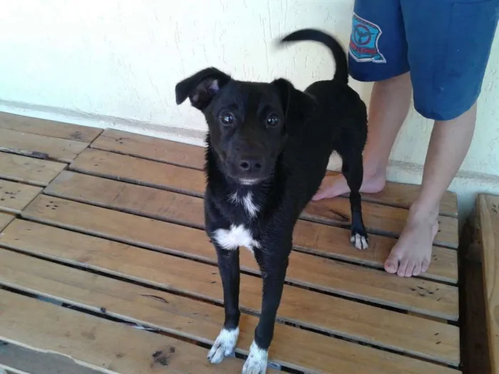 Cachorro ra a Vira lata idade 7 a 11 meses nome Hulk
