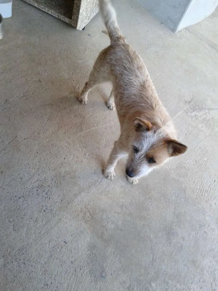 Cachorro ra a blue heeler idade 1 ano nome Sol