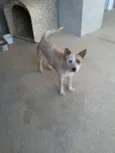 Sol
