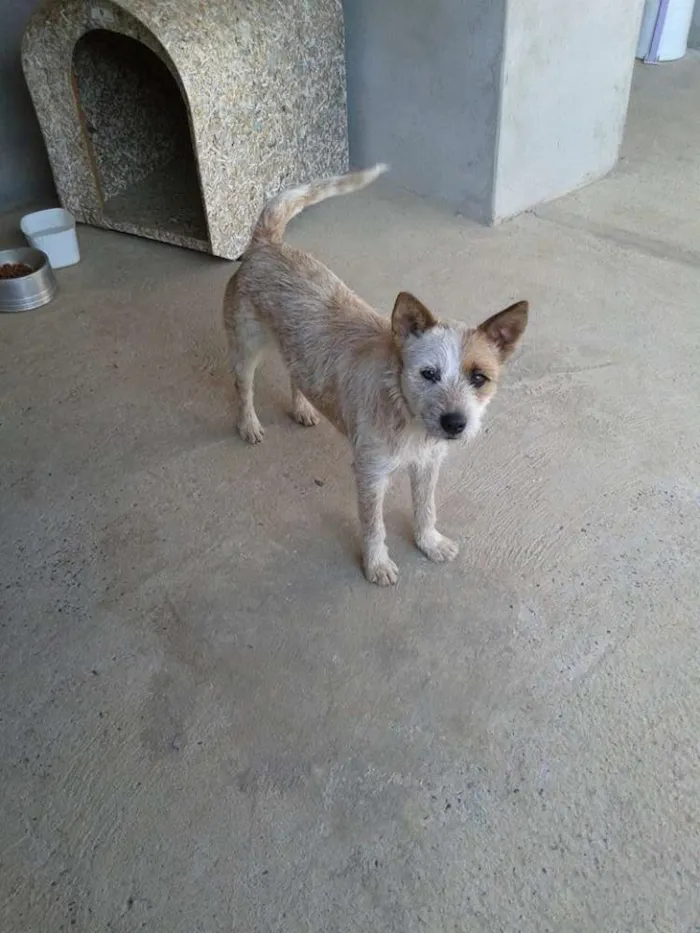 Cachorro ra a blue heeler idade 1 ano nome Sol