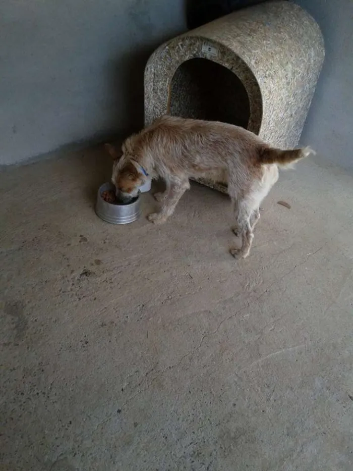 Cachorro ra a blue heeler idade 1 ano nome Sol