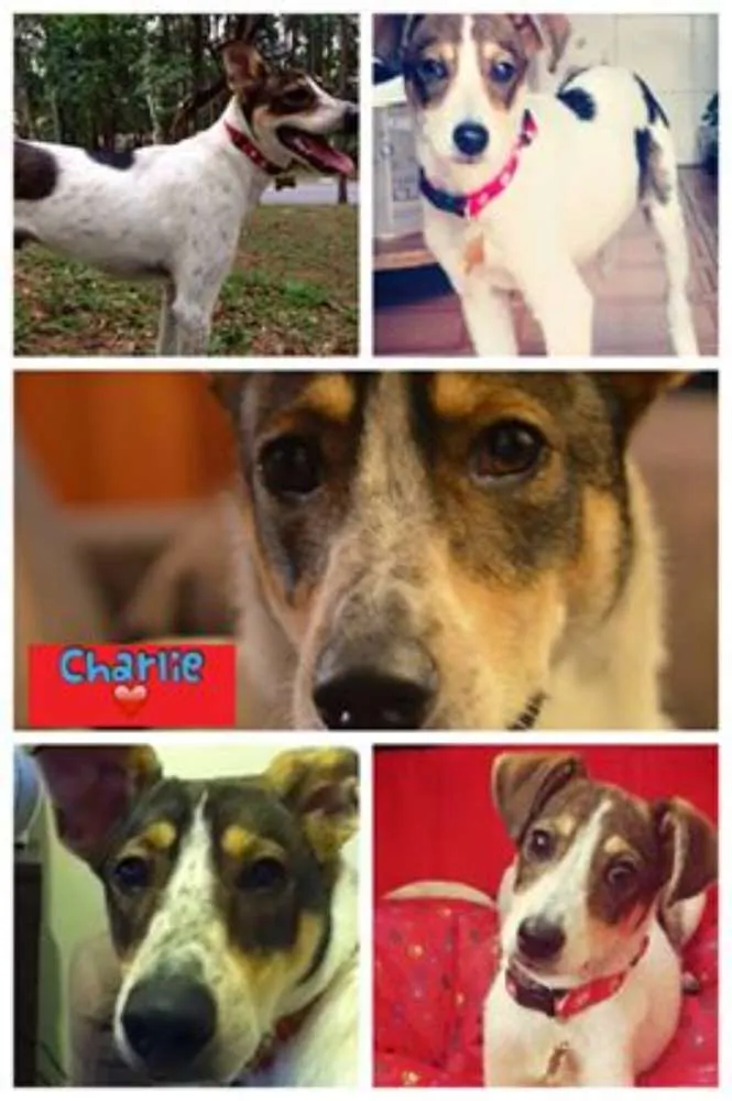 Cachorro ra a SRD idade 2 anos nome Charlie
