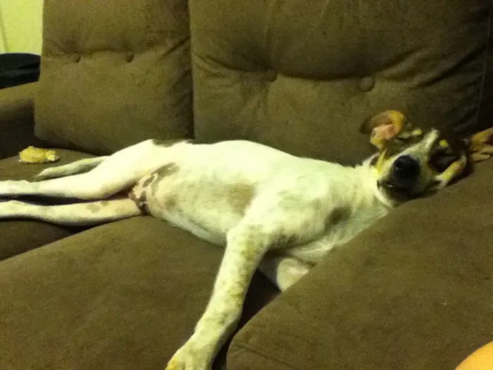 Cachorro ra a SRD idade 2 anos nome Charlie