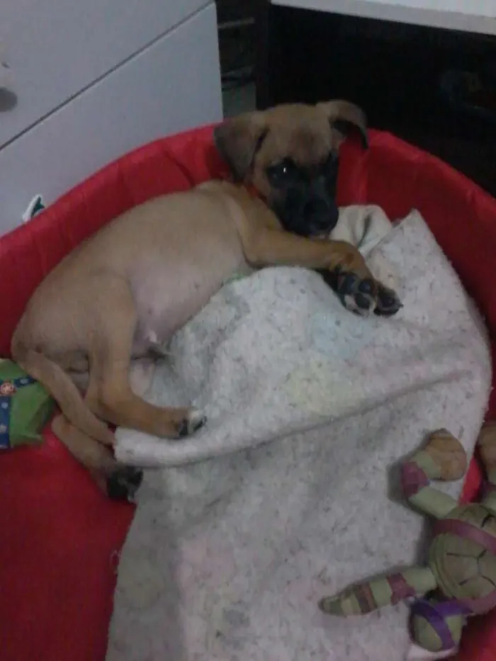 Cachorro ra a Vira lata idade 2 a 6 meses nome Paçoca