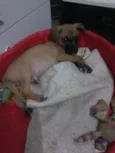 Paçoca