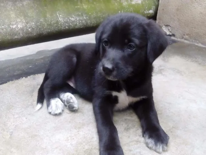 Cachorro ra a SRD idade 2 a 6 meses nome Não tem