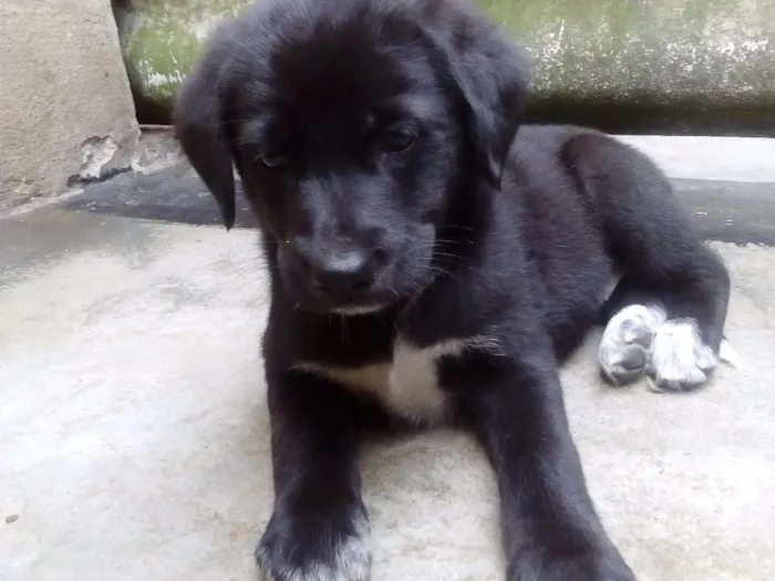 Cachorro ra a SRD idade 2 a 6 meses nome Não tem